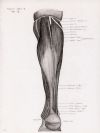 posterior aspect of right leg