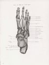 bones of right foot dorsal aspect