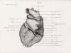 heart from behind