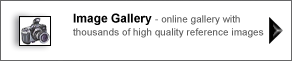 Orthopaedic image gallery