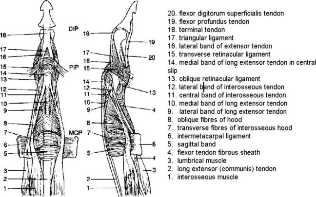 Pip Joint