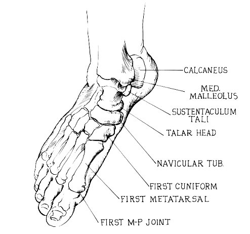 Palpate the all bones and joints in a circle, paying particular attention to 