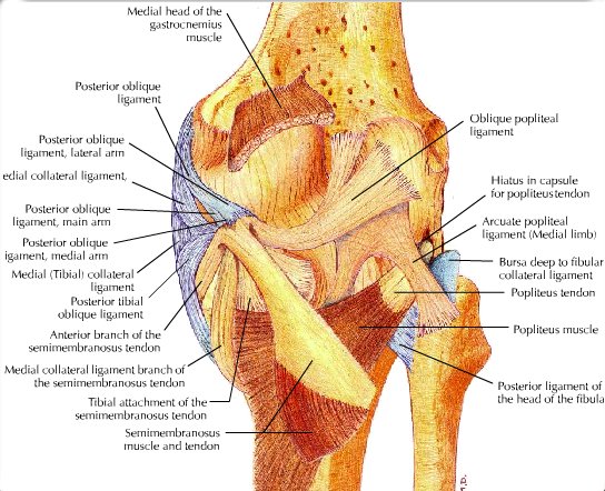 muscle below knee