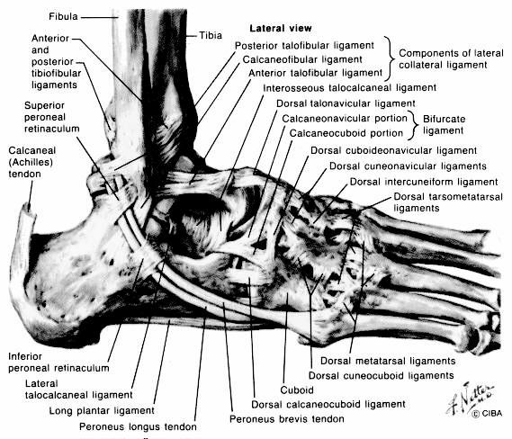 inversion ankle sprain. Lateral Ankle Ligaments