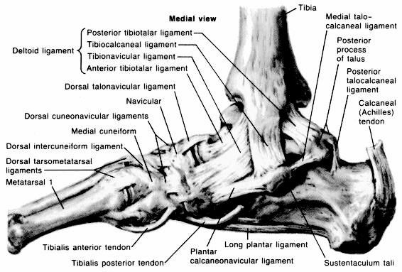 anatomy of foot. Anatomy of the Foot amp; Ankle