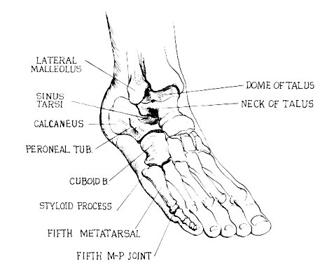 tendons of foot. for Peroneus Longus tendon